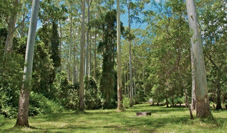 O'Sullivans picnic area tall trees, Myall Lakes National Park. Photo: John Spencer