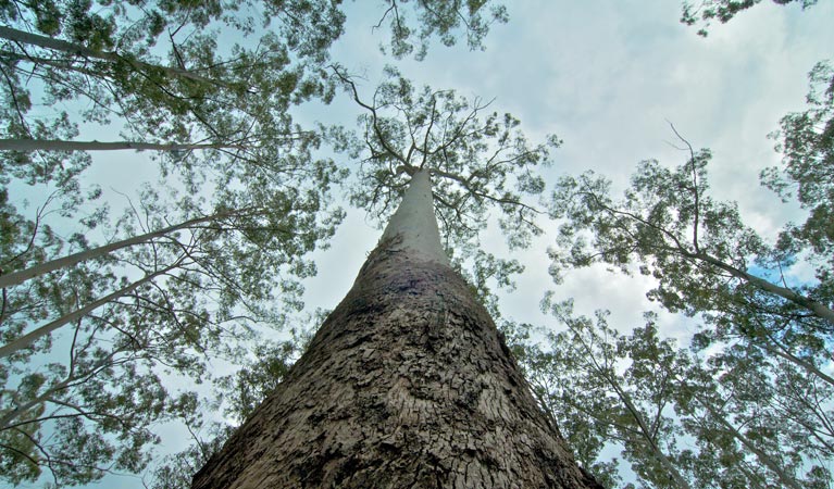 O'Sullivans picnic area trunk, Myall Lakes National Park. Photo: John Spencer