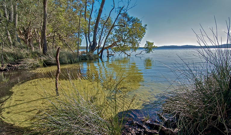 Shelly Beach campground, Myall Lakes National Park. Photo: John Spencer/DPIE