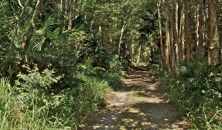 Tamboi walking track pathway, Myall Lakes National Park. Photo: John Spencer &copy; OEH