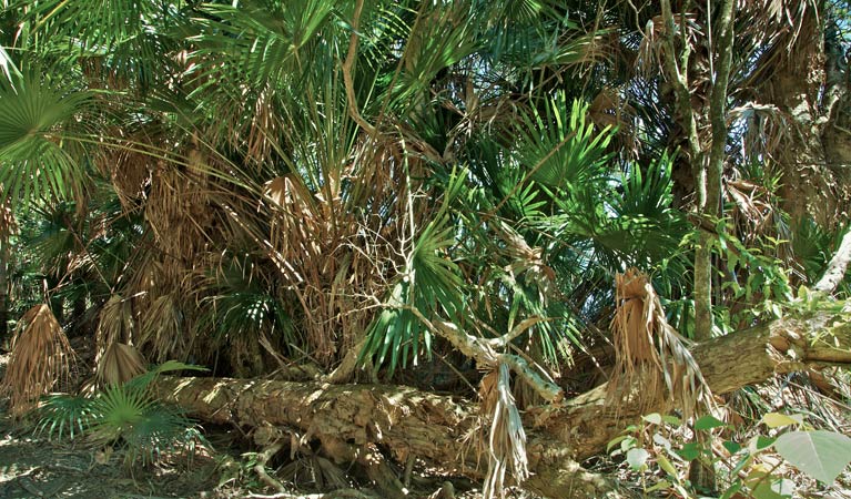 Tamboi walking track bush, Myall Lakes National Park. Photo: John Spencer &copy; OEH