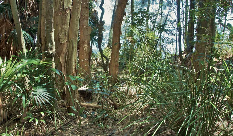 Tamboi walking track trees, Myall Lakes National Park. Photo: John Spencer &copy; OEH