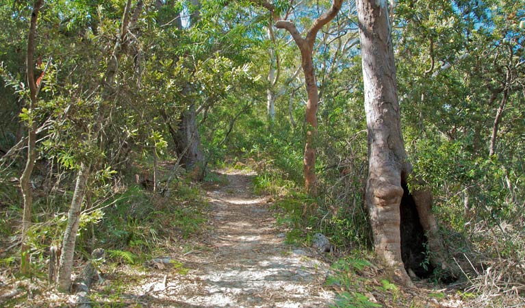 Yacaaba Headland walking track path, Myall Lakes National Park. Photo: John Spencer