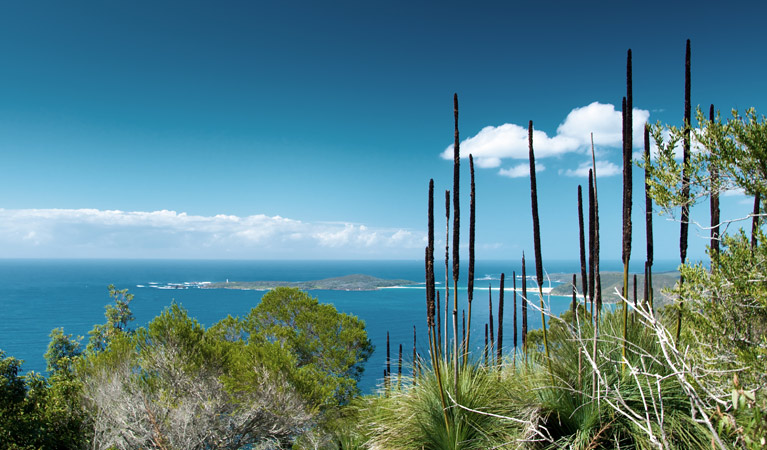 Yacaaba Headland walking track horizon, Myall Lakes National Park. Photo: John Spencer