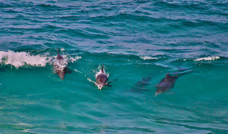 Treachery Headland, Myall Lakes National Park. Photo: John Spencer &copy; OEH