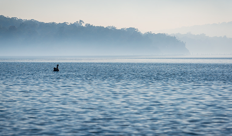 Jewfish walk, Nadgee Nature Reserve. Photo: John Spencer &copy; OEH