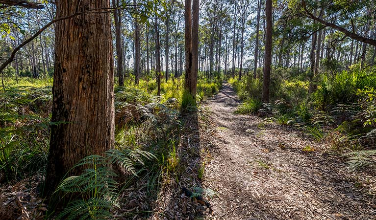 Jewfish walk, Nadgee Nature Reserve. Photo: John Spencer &copy; OEH