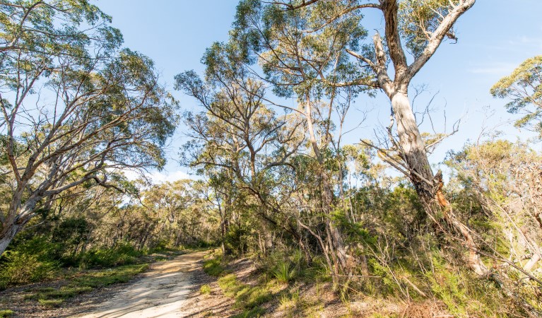 A track through trees along Merrica Nature trail in Nadgee Nature Reserve. Photo: John Spencer &copy; OEH