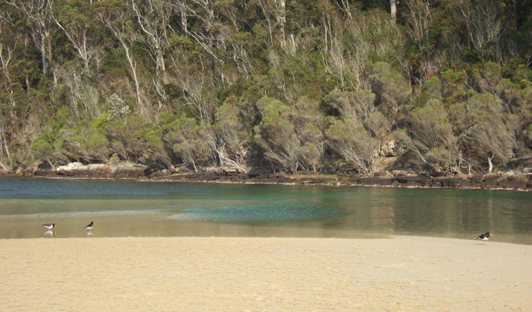 Nadgee wilderness walk is a multi-day hike along remote parts of the south coast of NSW.  Photo: Tom Gray.