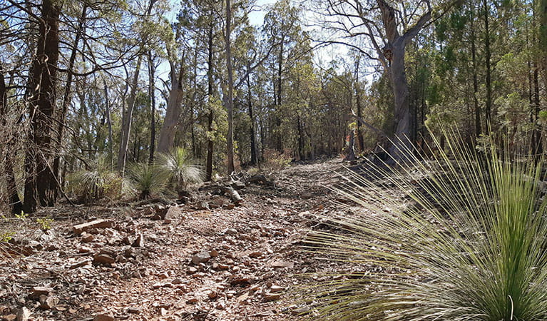 View of walking track cutting through a woodland of tall trees and grass trees. Photo: Claire Davis &copy; DPIE
