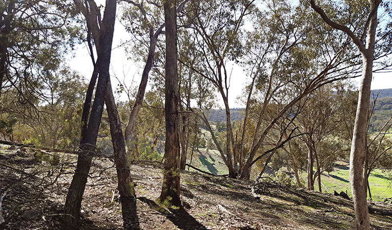 View through tall trees of a mixed landscape of forest and open grassy meadows. Photo: Claire Davis &copy; DPIE