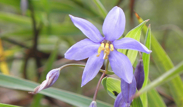 Close up view of nodding blue lilies. Photo: Stephen Douglas &copy; Stephen Douglas