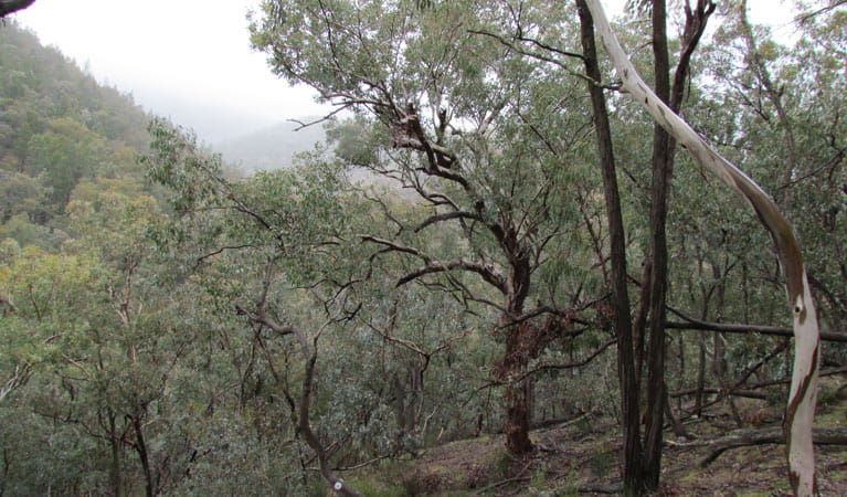 Mount Murga walking track, Nangar National Park. Photo: S Keating/NSW Government