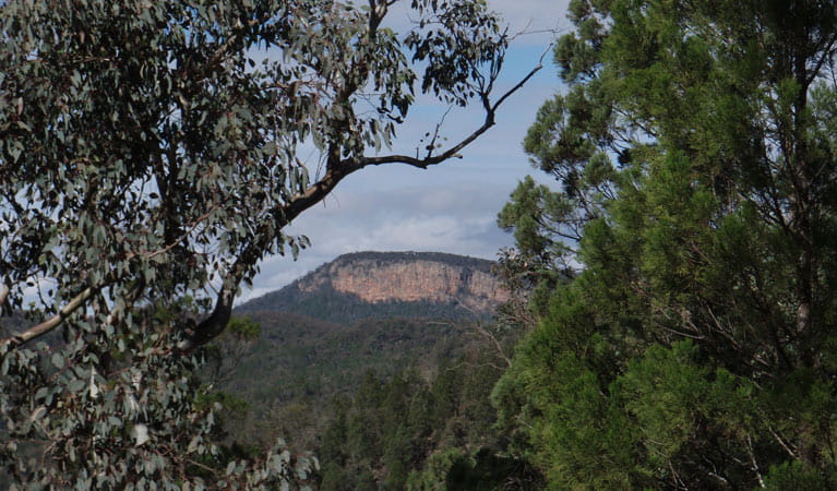 Mount Murga walking track, Nangar National Park. Photo: A Lavender/NSW Government