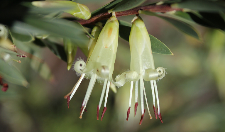 Mount Nangar Lookout, styphelia triflora. Photo: NSW Government