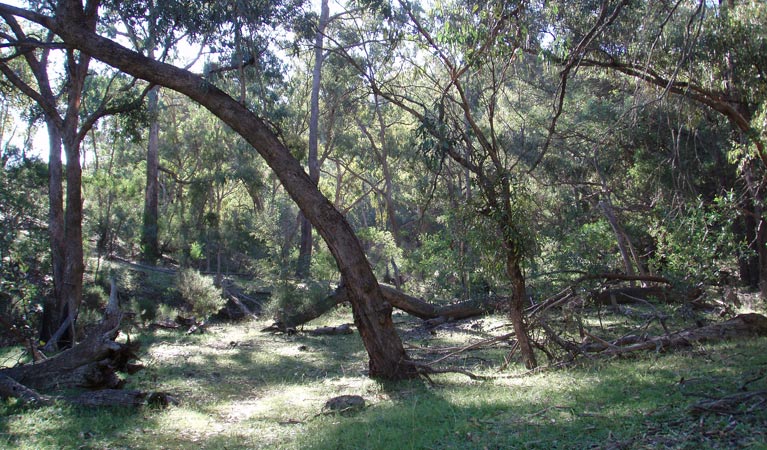 Mount Nangar walking track, Nangar National Park. Photo: Amanda Lavender &copy; OEH