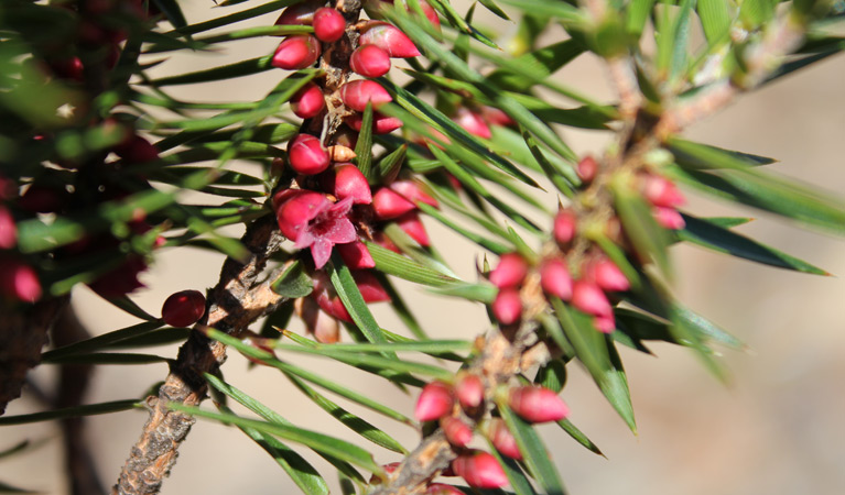 Mount Nangar walking track, Nangar National Park. Photo: Ruby Urn Heath