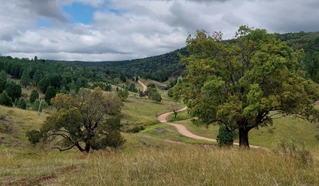 An elevated view of Nangar horse riding trails winding through the hills in Nangar National Park. Credit: Jen Dodson/DCCEEW