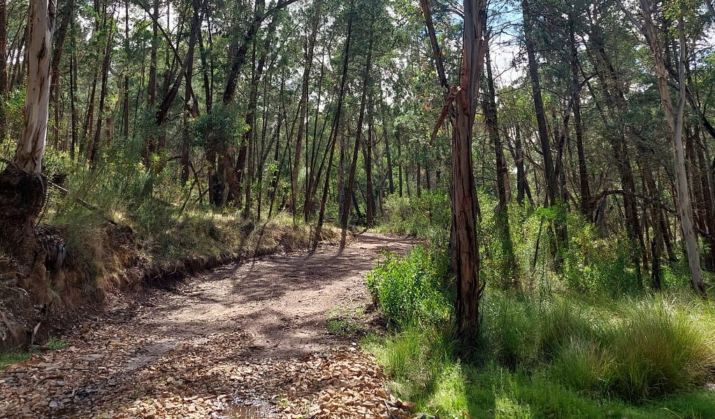 An uphill section of track that climbs through bushland in Nangar National Park. Credit: Jen Dodson/DCCEEW