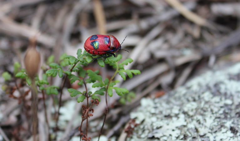 Nangar National Park, cheilanthes sieberi and cotton harlequin bug. Photo: Silvana Keating/NSW Government