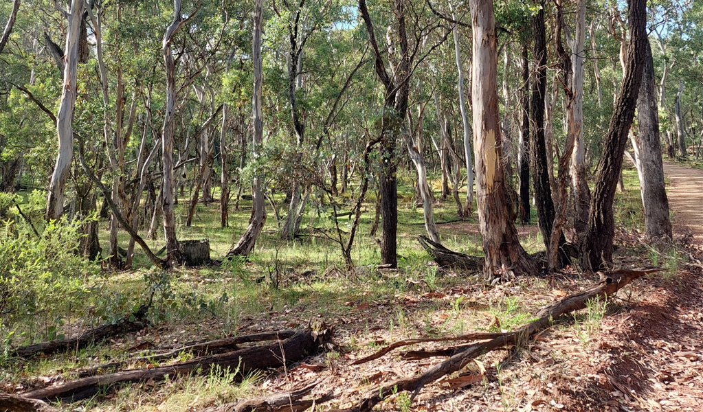 Eucalypt woodlands in Nangar National Park near Orange. Photo: Jen Dodson, &copy; DCCEEW