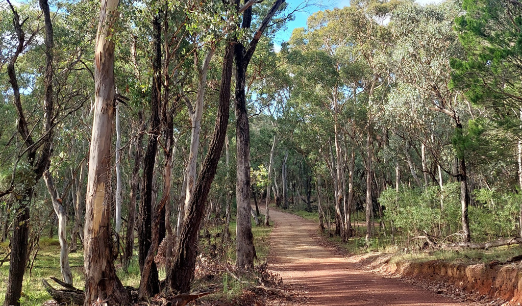 Trail through eucalypt woodlands, Nangar National Park near Orange. Photo: Jen Dodson, &copy; DCCEEW