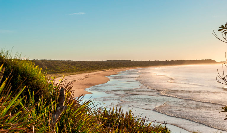 Burrawang track, Narrawallee National Park. Photo: Michael van Ewijk &copy; OEH