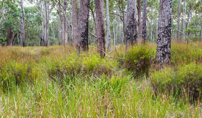 Narrawallee Inlet walking track, Narrawallee National Park. Photo: Michael van Ewijk &copy; OEH