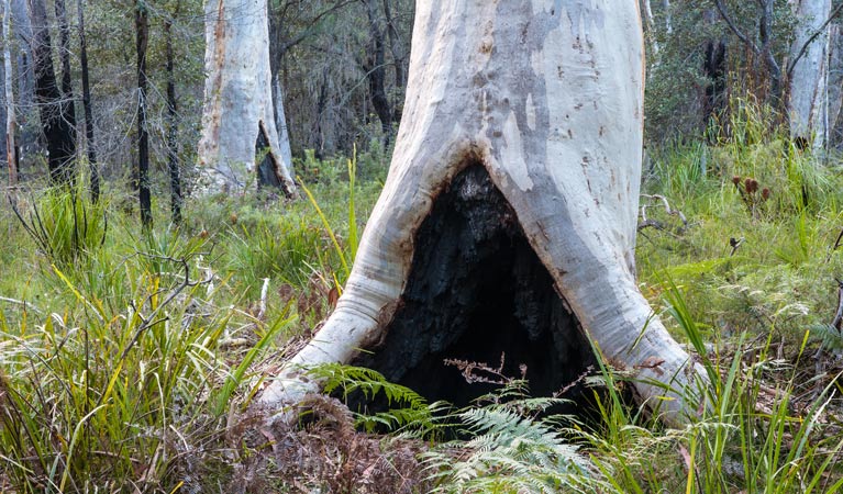 Narrawalle Inlet walking track, Narrawallee National Park. Photo: Michael van Ewijk &copy; OEH