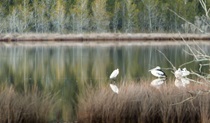 Pattimores Lagoon, Narrawallee National Park. Photo: Michael van Ewijk &copy; OEH