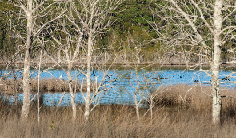 Pattimores Lagoon, Narrawallee National Park. Photo: Michael van Ewijk &copy; OEH