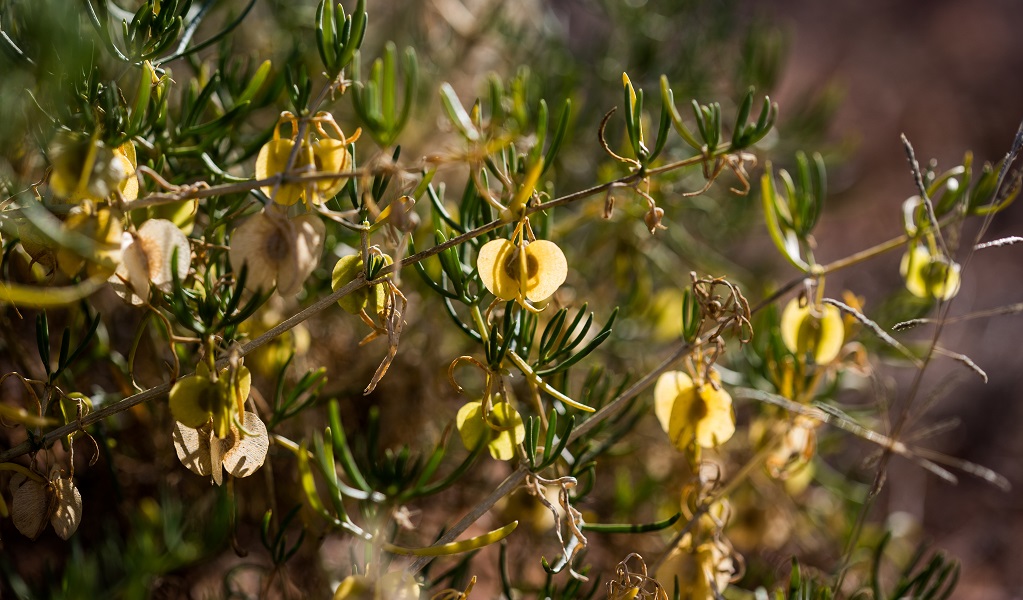 Climbing twinleaf at Caryapundy lookout campground, Narriearra Caryapundy Swamp National Park. Photo: Courtney Davies &copy; DPIE