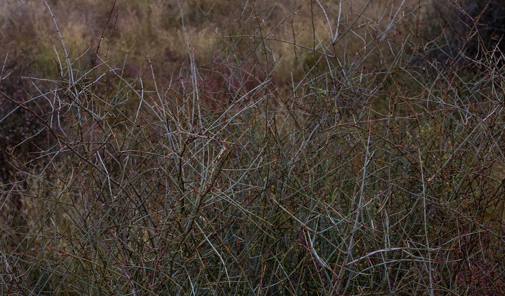 Lignum at Caryapundy lookout campground, Narriearra Caryapundy Swamp National Park. Photo: Courtney Davies &copy; DPIE