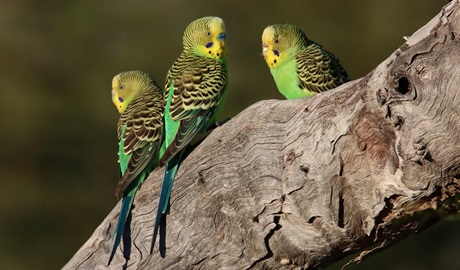 Budgerigars, Narriearra Caryapundy Swamp National Park. Photo: Courtney Davies &copy; DPIE