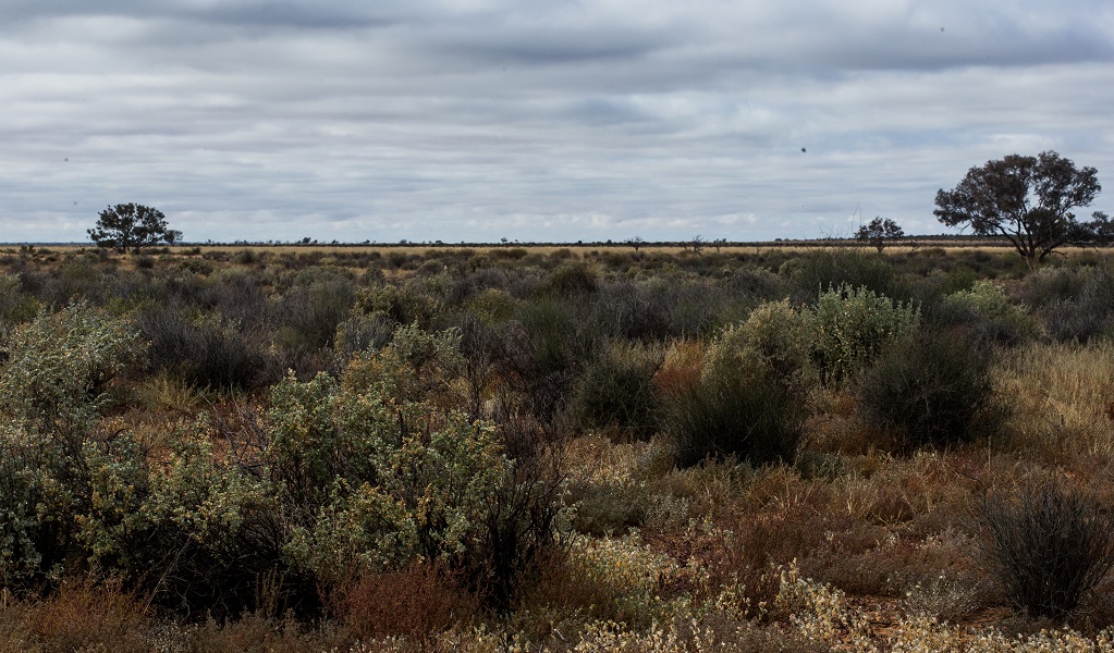 Old man saltbush, samphire and lignum shrubland, Narriearra Caryapundy Swamp National Park. Photo: Courtney Davies &copy; DPIE