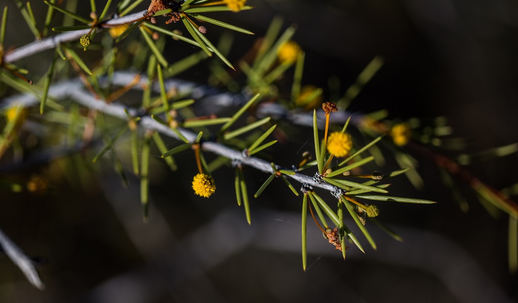 Dead finish wattle, Narriearra Caryapundy Swamp National Park. Photo: Courtney Davies &copy; DPIE