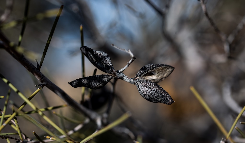 Needle hakea, Narriearra Caryapundy Swamp National Park. Photo: Courtney Davies &copy; DPIE