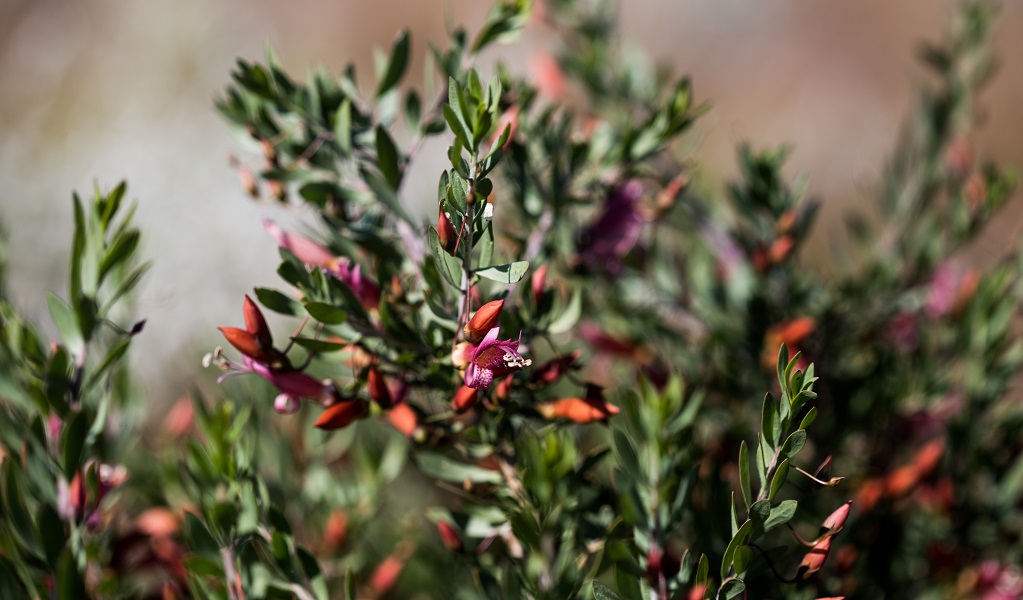 Spotted fuchsia bush, Narriearra Caryapundy Swamp National Park. Photo: Courtney Davies &copy; DPIE