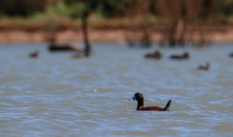 Blue-billed duck, Narriearra Caryapundy Swamp National Park. Photo: Courtney Davies &copy; DPIE