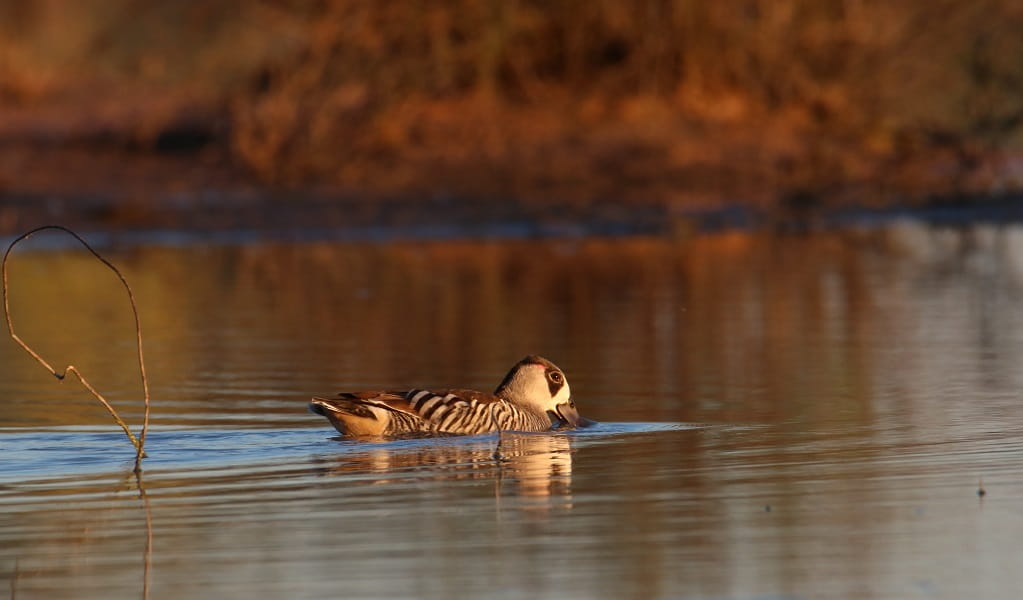 Pink-eared duck, Narriearra Caryapundy Swamp National Park. Photo: Courtney Davies &copy; DPIE