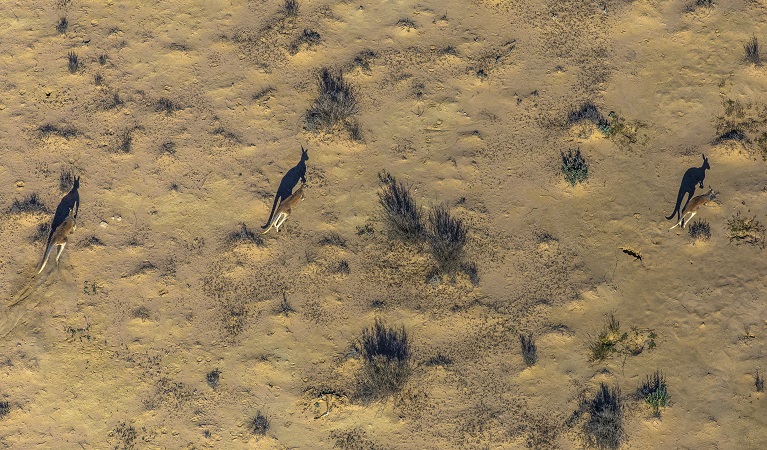 Kangaroos at Narriearra Station, Narriearra Caryapundy Swamp National Park. Photo: Joshua Smith &copy;DPIE