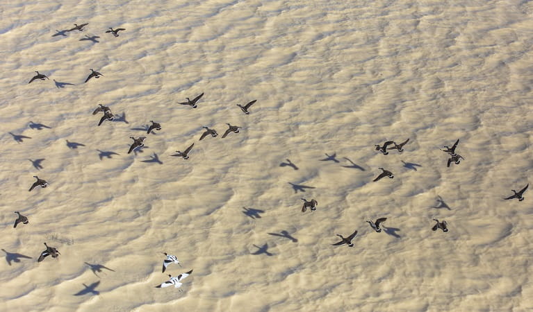 Wetland birds fly over Caryapundy Swamp, Narriearra Caryapundy Swamp National Park. Photo: Joshua Smith &copy;DPIE