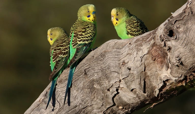 Budgerigars on a branch, Narriearra Caryapundy Swamp National Park. Photo: Courtney Davies &copy;DPIE