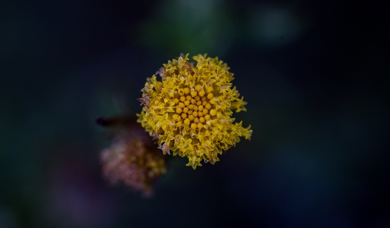 A plant within Narriearra Caryapundy Swamp National Park. Photo: Courtney Davies &copy;DPIE  