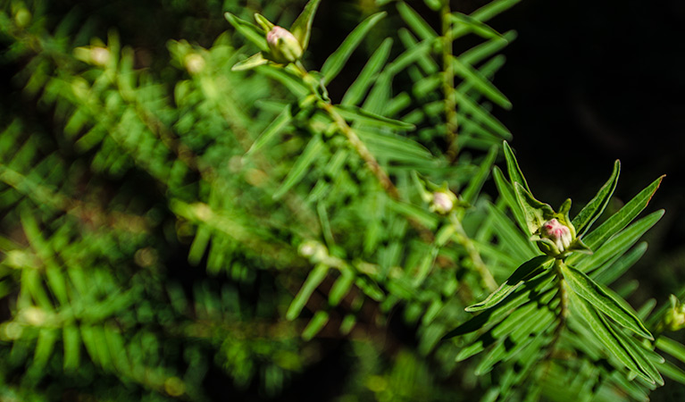 Wild flowers. Photo: John Spencer &copy; OEH