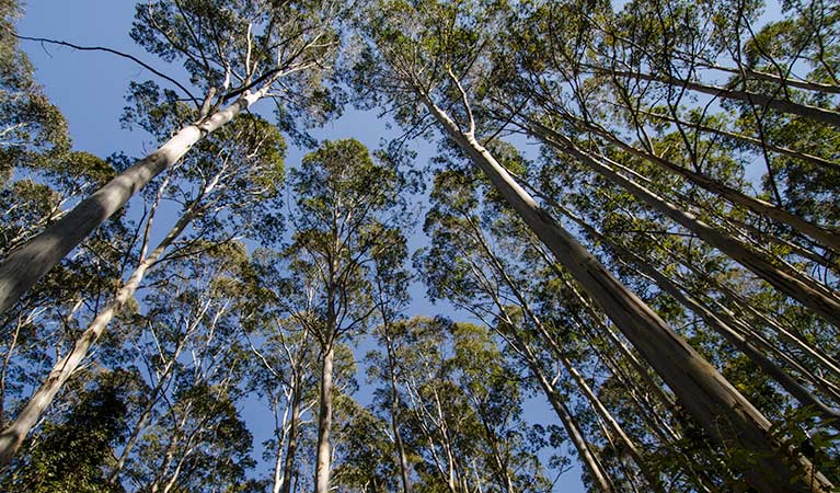 Starlight's trail, Nattai National Park. Photo: John Spencer &copy; OEH