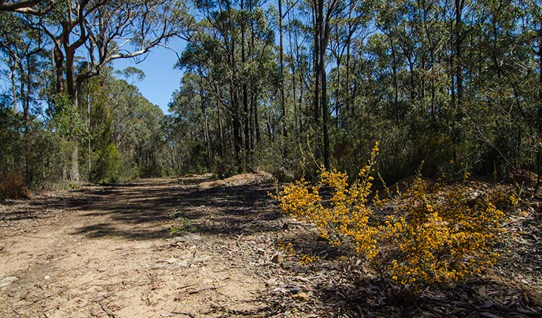 Starlight's trail, Nattai National Park. Photo: John Spencer &copy; OEH