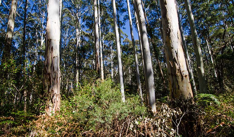 Starlight's trail, Nattai National Park. Photo: John Spencer &copy; DPIE