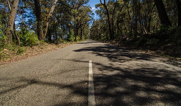 World Heritage Drive, Nattai National Park. Photo: Johh Spencer