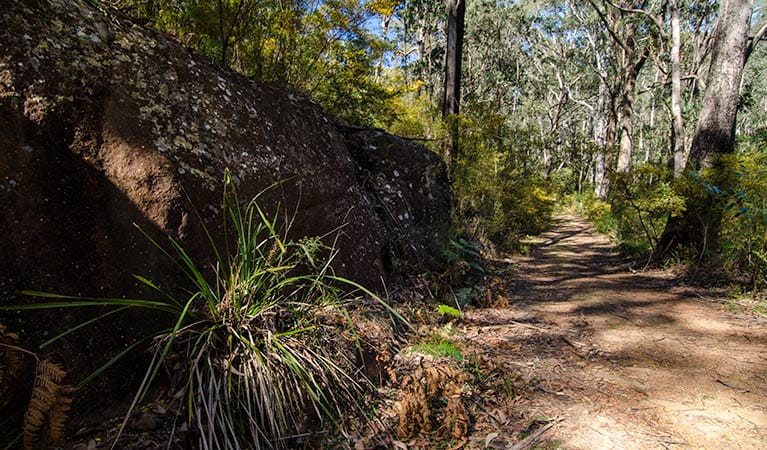 Starlight's trail, Nattai National Park. Photo: John Spencer/NSW Government